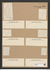 Rhaphoneis amphiceras Ehr. (de-Toni-Nr.: Genus 78, Species 2811) Zeichnungen Sammlung Grunow Nr. 5770 (NHMW-BOT-W0374165)